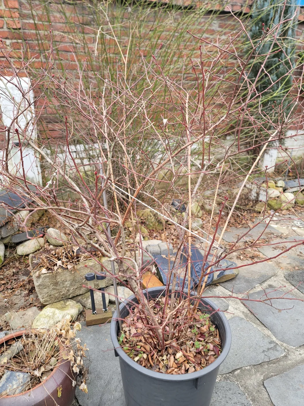 대형 블루베리 나무 팔아요