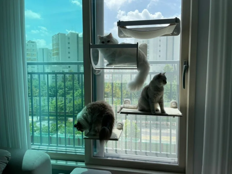 스윗캣 창문 캣타워 투명해먹