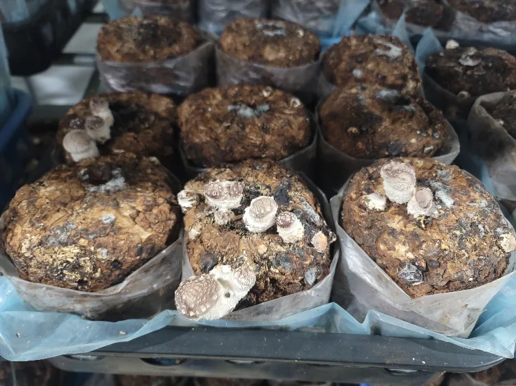 표고버섯 중고배지 번개판매(배지 개당 천원)