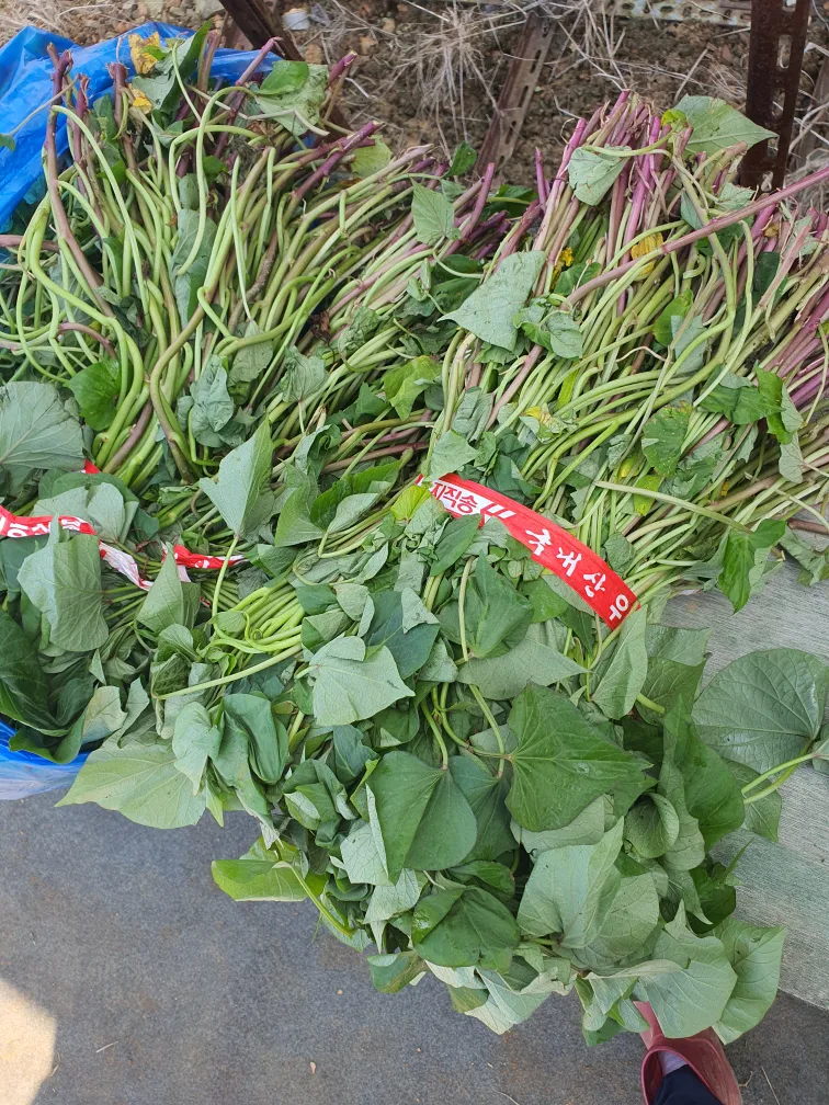 고구마모종팝니다.