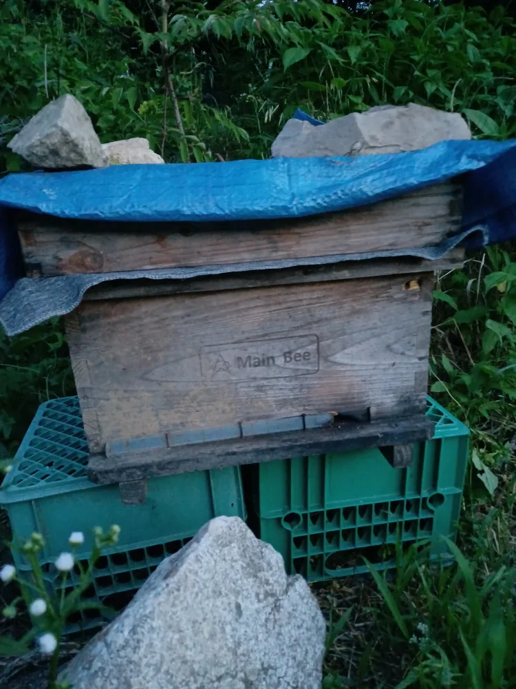 중고벌통 구합니다