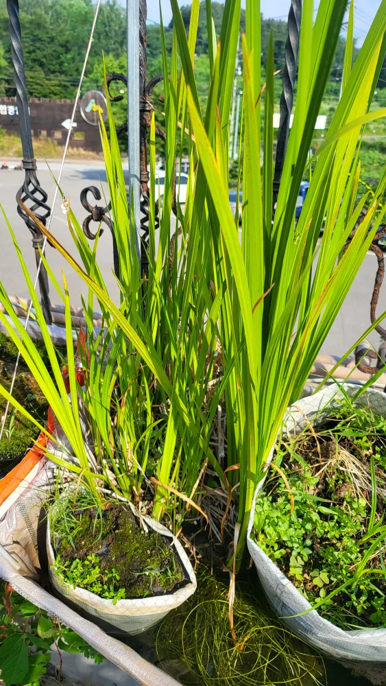 꽃창포 물가에 심기좋은