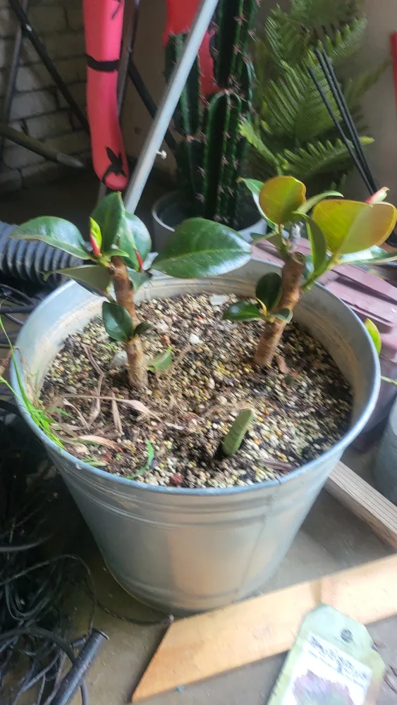 고무나무, 스투키는 애교~