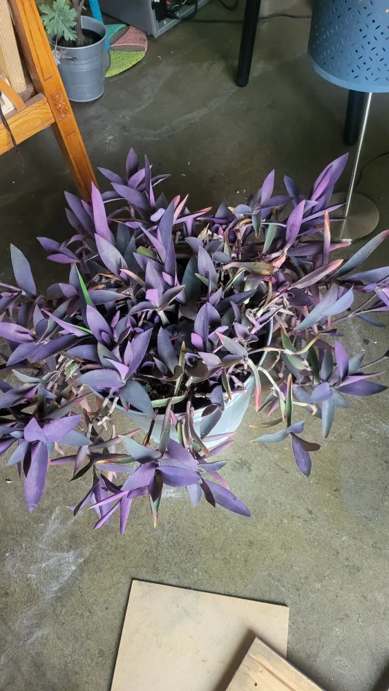 부자란, 달개비 엄청많이심겨진