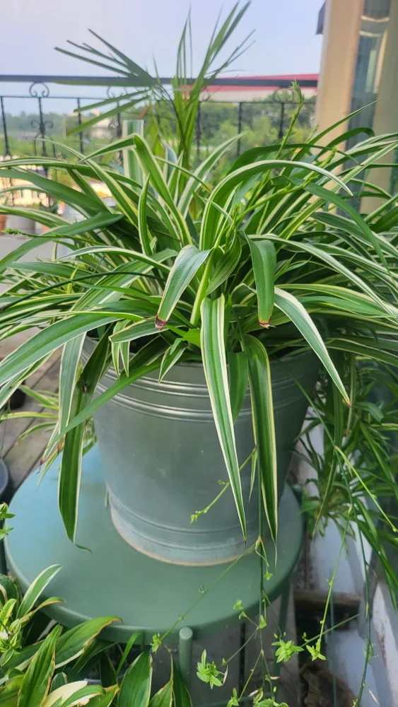 무늬접란 ㆍ 스파이더플랜