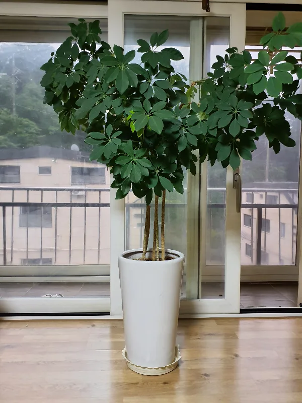 공기정화 식물 (홍콩야자?) 과 화분 나눔햡니다.