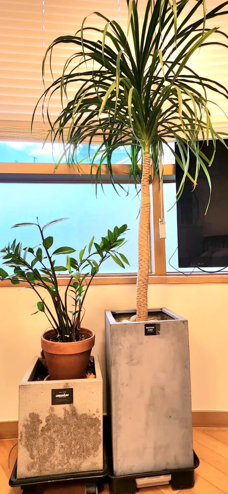 대형식물 화분나눔