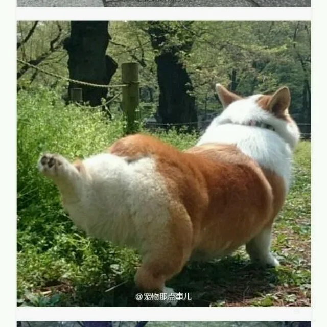 딱따구리