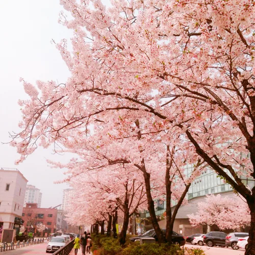 핑크판다