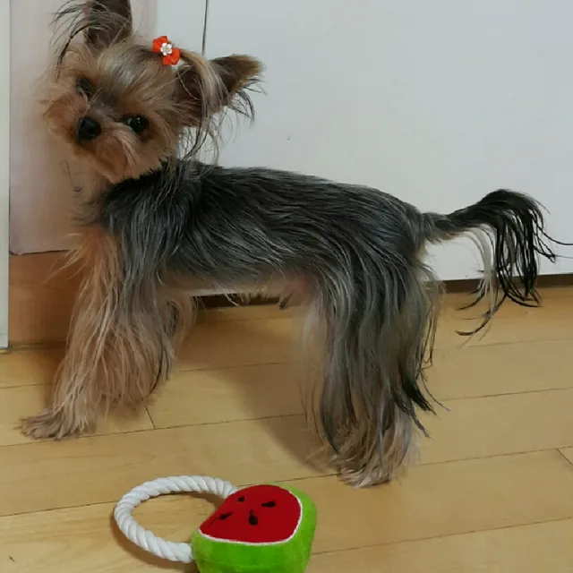 애플