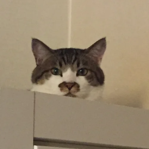 롭부