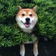 홍홍홍