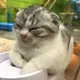 노란고양이