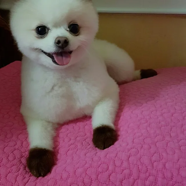몽쭈야