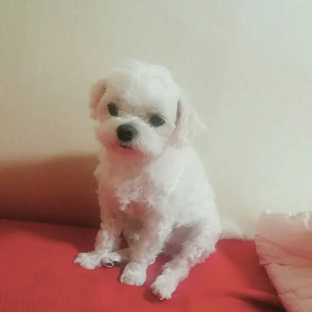 샌디