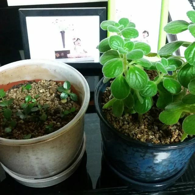 석촌직장