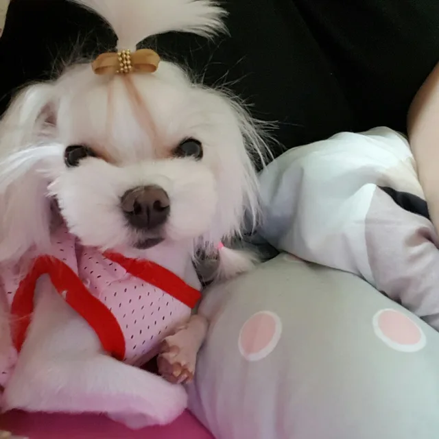 꽃새댁