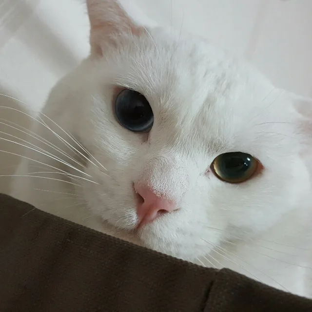 냥냥냥네