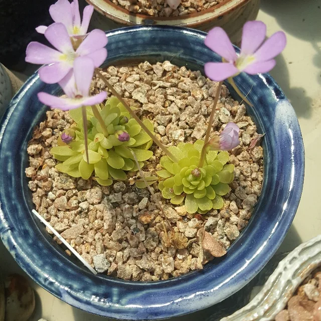 오두리햇밤