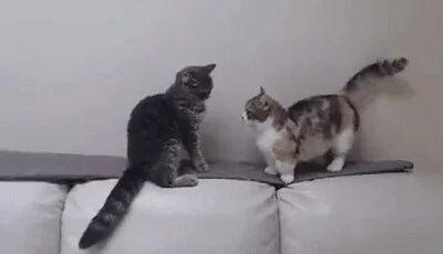 하루가