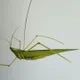 풀잎메뚜기