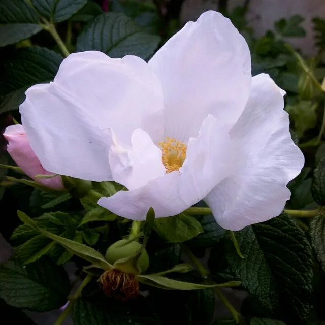 섬백리향soo67