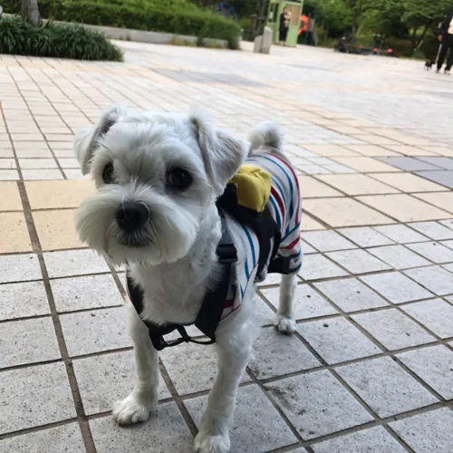 향향이