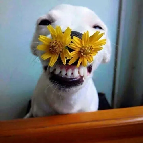 황금밤토리