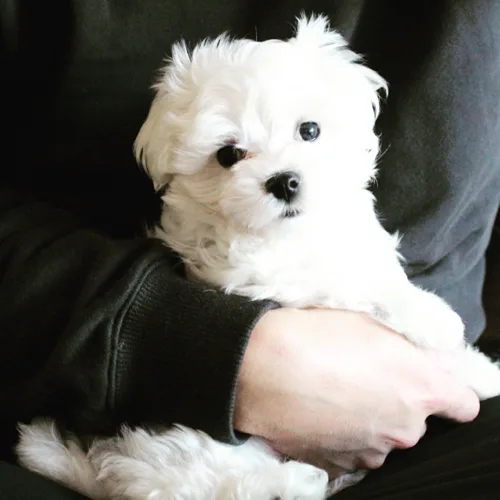 종아