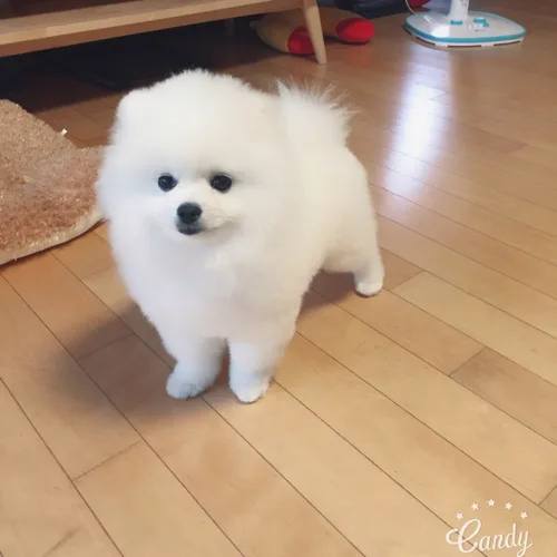 로라