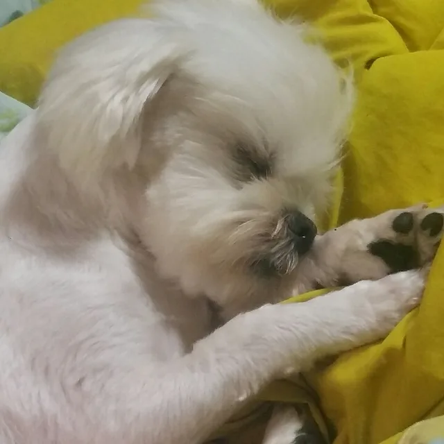 그린양