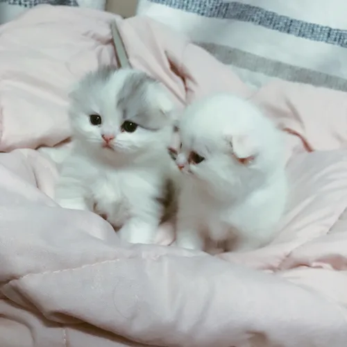 수아야놀자