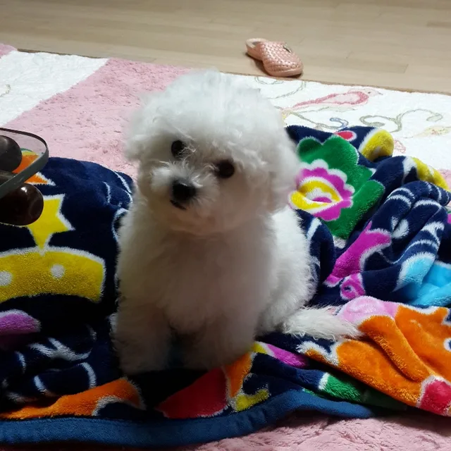 섬초롱