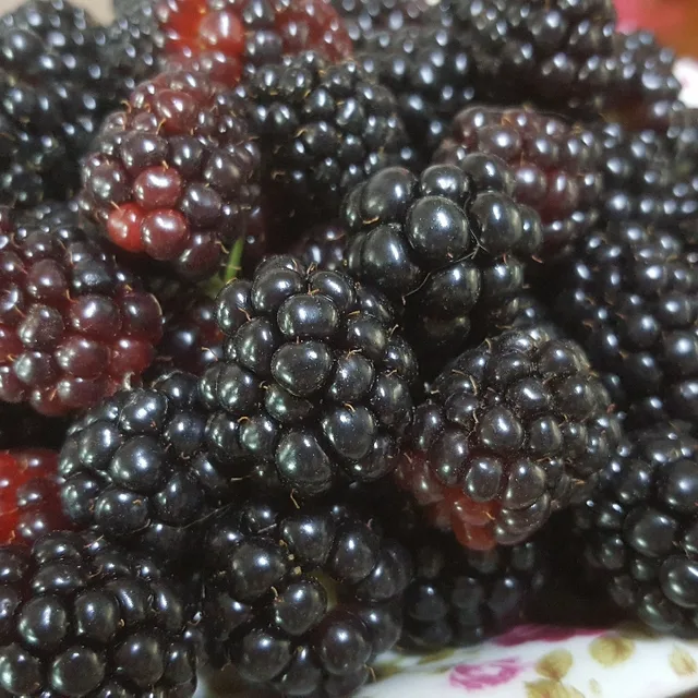 바람의딸