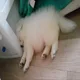 고미고미