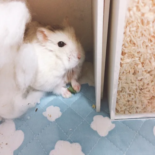 찡찡