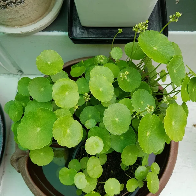 하늘바