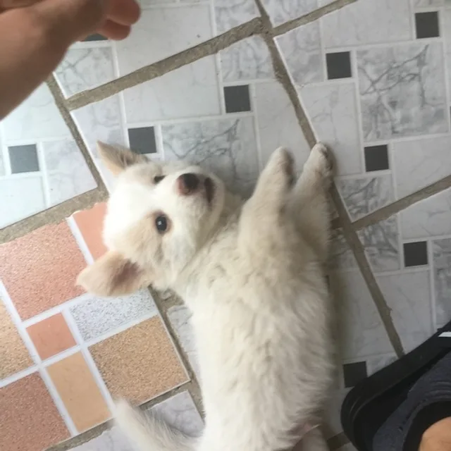 올가올가