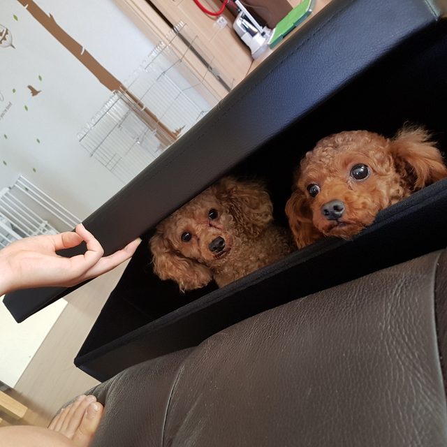 지니맘