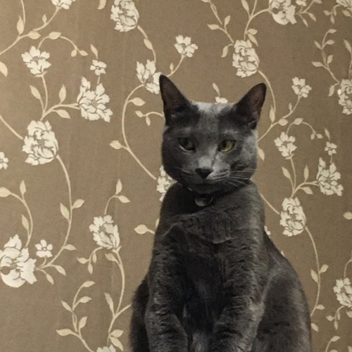 반디몽