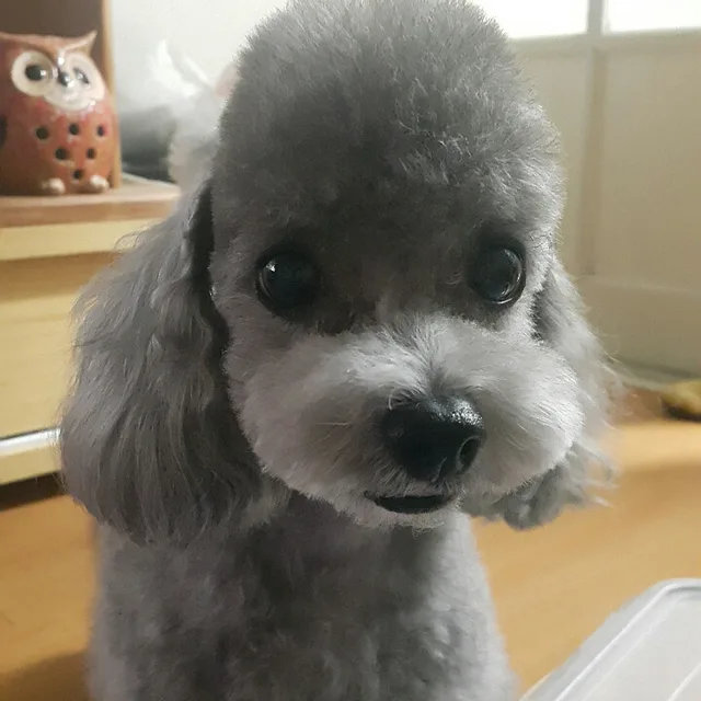 꼬마양