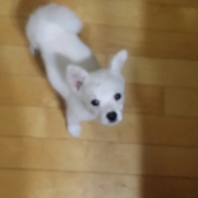 뭉뭉잉