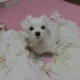 짱구맘