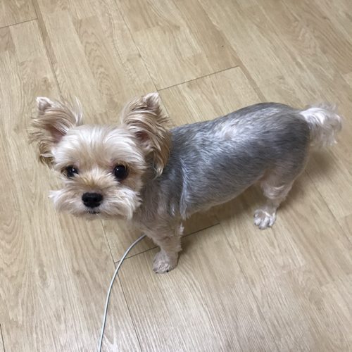 뭉치