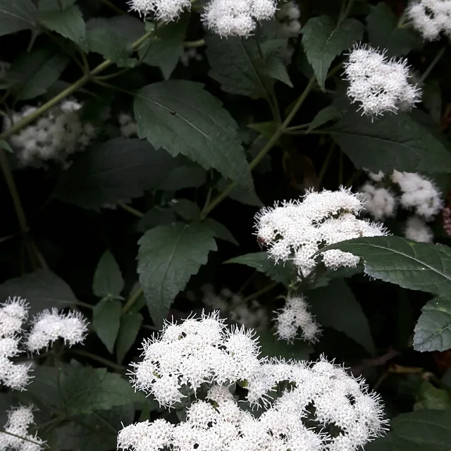 곰두마리