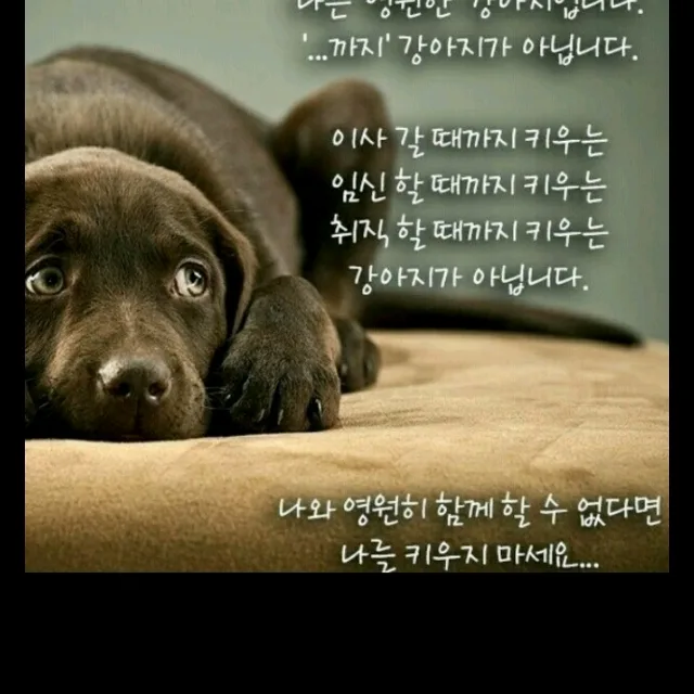 호콩