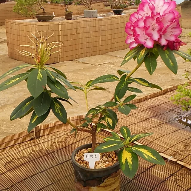 초이언트