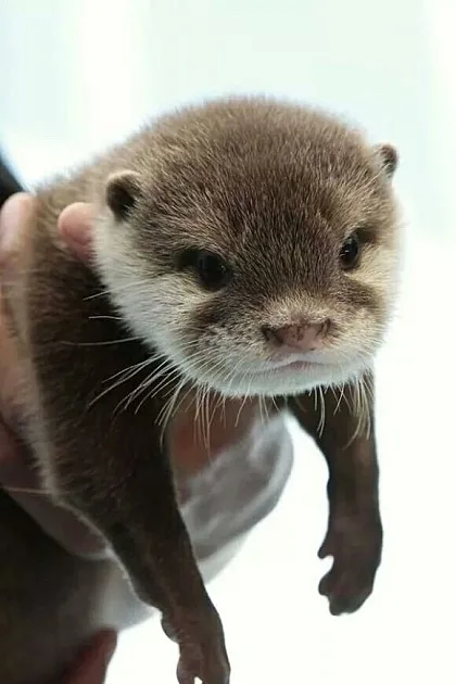 수달