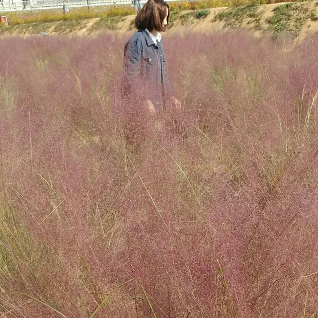 꼬니