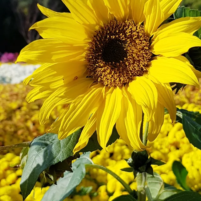 해바라기